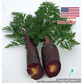 Mua 150h Hạt Giống Cà Rốt Đen Tím Black Giàu Anthocyanin (A1.101| C29*W31)