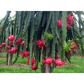 Mua Cây giống thanh long ruột đỏ siêu trái