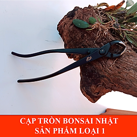 Mua Kìm cạp tròn bonsai loại 21cm - cây cảnh CN Nhật Bản MSTWA