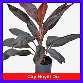 Cây Huyết Dụ - cây cảnh trong nhà + tặng phân bón cho cây