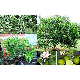 Mua Cây giống Chanh Đào cây đẹp chuẩn giống