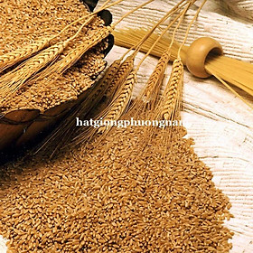 Mua 100GR - HẠT GIỐNG CỎ LÚA MÌ(LÚA MẠCH) - CỎ MÈO