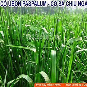 Hạt giống cỏ Ubon Paspalum - Cỏ xả chịu ngập gói 500g