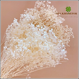 Mua Hoa Baby bloom các màu decor cực đẹp