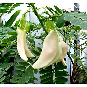Mua Hạt giống cây bông so đũa hạt giống tốt - Gói 50 hạt_SĐT