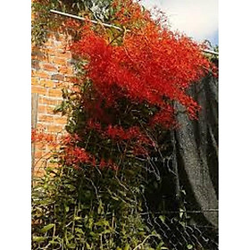 Mua LAN PHƯỢNG VỸ ĐỎ (huyết nhung trơn)  hoa đỏ đẹp rực rỡ