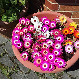 Mua 100H - HẠT GIỐNG HOA MƯỜI GIỜ CHÂU PHI NHIỀU MÀU