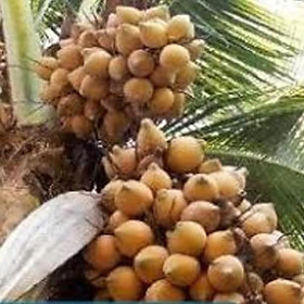 Mua cây giống dừa xiêm lùn đỏ cây giống chuẩn cho quả sai chất lượng tốt