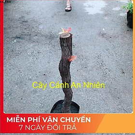 Cây Nho Ninh Thuận