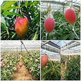 Mua CÂY GIỐNG XOÀI ĐỎ Nhật BẢN GHÉP SIÊU SỚM ( sản phảm có bảo hành bao đổi trả)