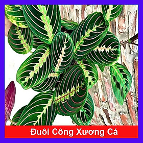 Mua Cây Đuôi Công Xương Cá - cây cảnh để bàn + tặng phân bón cho cây