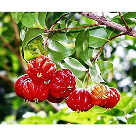 Cây Giống Cherry Surinam