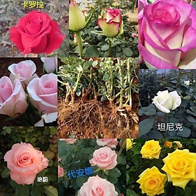 COMBO 10 CÂY GIỐNG HOA HỒNG NGOẠI GỐC ĐẠI