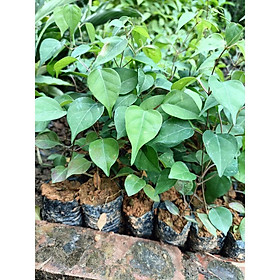 Mua Combo 2 cây giống lá giang