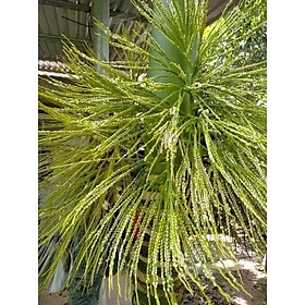 Mua CAU LÙN   CAU TỨ QUÝ