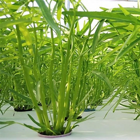 Mua Hạt giống rau muống 1kg