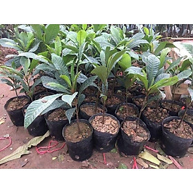 Mua HỒNG XIÊM RUỘT ĐỎ THÁI LAN - QUẢ SIÊU TO- Hàng cây giống chuẩn F1