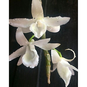 Hoa phong lan phi điệp trắng cây cực đẹp