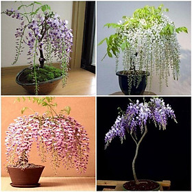 Cây TỬ ĐẰNG thân gỗ bonsai, hoa TÍM siêu đẹp