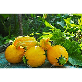 Bộ 1 gói Hạt giống bí ngồi vàng tròn