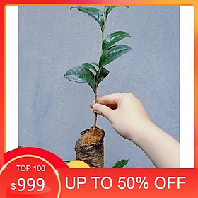 Mua (HÀNG MỚI VỀ) Combo 7 Cây Giống Trà Xanh Thái Nguyên - Chè Xanh