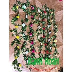 Mua Dây hoa hồng leo lá nhựa - Hoa vải