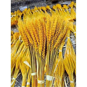 Mua Bó hoa 100 bông lúa mạch khô decor cực đẹp
