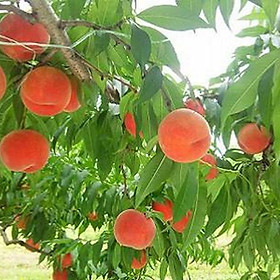 Cây đào tiên nhật bản, giống cây đào tiên quả to