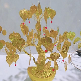 Mua Cây bồ đề Bonsai 25cm