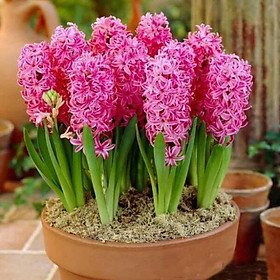 Mua 10 củ giống hoa tiên ông