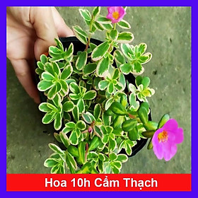 Mua Hoa Mười Giờ Cẩm Thạch - cây cảnh đẹp + tặng phân bón