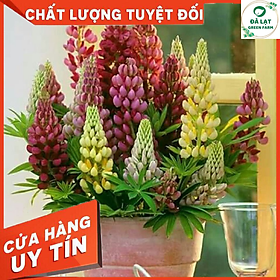 Mua Hạt Giống Hoa Đậu Lupin Mix 20 Hạt