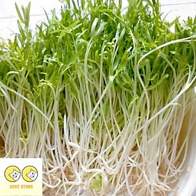 Mua Hạt Giống Rau Mầm Rau Muống 100gr