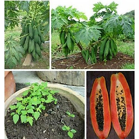 Mua Hạt giống đu đủ lùn siêu trái thái lan F1 - 1 gói 5 hạt