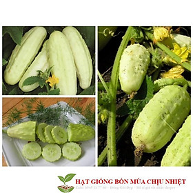 Mua GÓI 10 HẠT GIỐNG DƯA LEO GAI TRẮNG