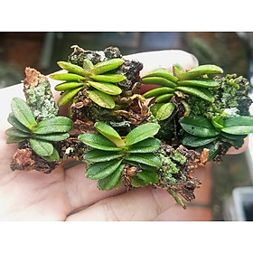 Mua 5 cây Lan trứng bướm. 1 số nụ khi tới mùa hoa