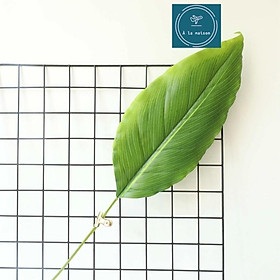 Mua Cành lá Calathea cao 90cm dùng trong decor thiết kế chụp ảnh  trang trí nhà cửa