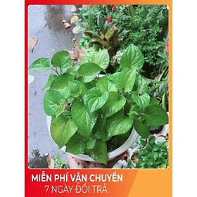Mua Rau Diếp Cá