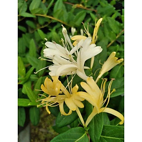 Cây kim ngân hoa rủ rất thơm