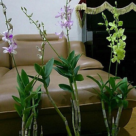 Mua Hoa LAN DENDRO đủ màu  hàng rất khỏe HOA ĐẸP