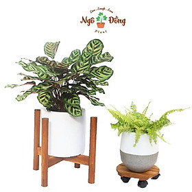 Mua Combo 1 Đế Lót Chậu Cây Cảnh Tròn Chịu Lực Đến 80kg và 1 Đôn Kê Chậu Hoa 1 Tầng C30cm Chân Tròn