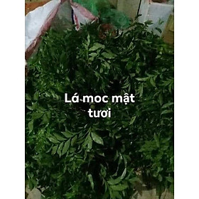 Mua 500gr lá mắc mật tươi -gia vị không thể thiếu khi làm món quay và nướng đặc sản