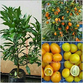 Mua Cây Quất Ngọt Cao 50-70cm Trồng Chậu Chơi Tết