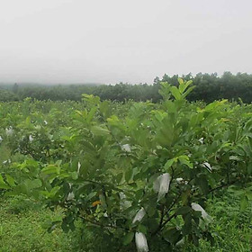 Cây giống ổi Đài Loan siêu quả (siêu sớm có thể trồng chậu)