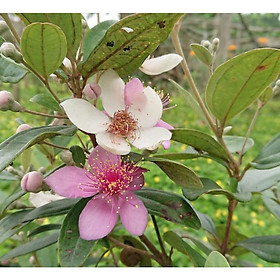 Mua Cây hoa sim thân tree