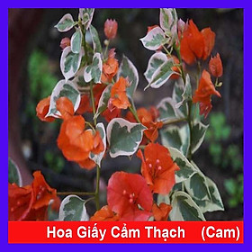 Cây hoa giấy cẩm thạch (màu cam) - cây cảnh để bàn + tặng phân bón cho cây mau lớn