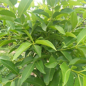 Mua CÂY VỐI NẾP GIỐNG