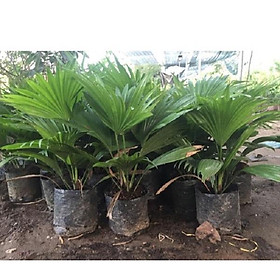 Cây cọ cảnh, cây to tán rộng gốc đẹp