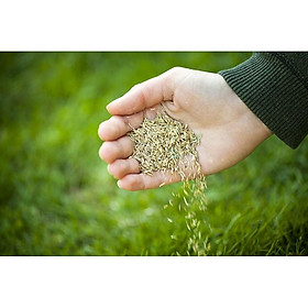 Mua Hạt cỏ nhung nhật 500g - Cỏ trồng trang trí sân vườn  cỏ sống quanh năm