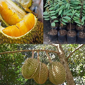 Mua Cây SẦU RIÊNG MUSANG KING ghép bầu cực to  siêu sai quả  vị ngọt thơm  giá trị kinh tế cao